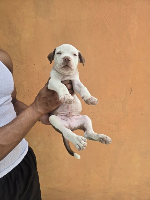 Pitbull Puppies ?