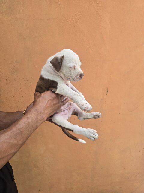 Pitbull Puppies ?