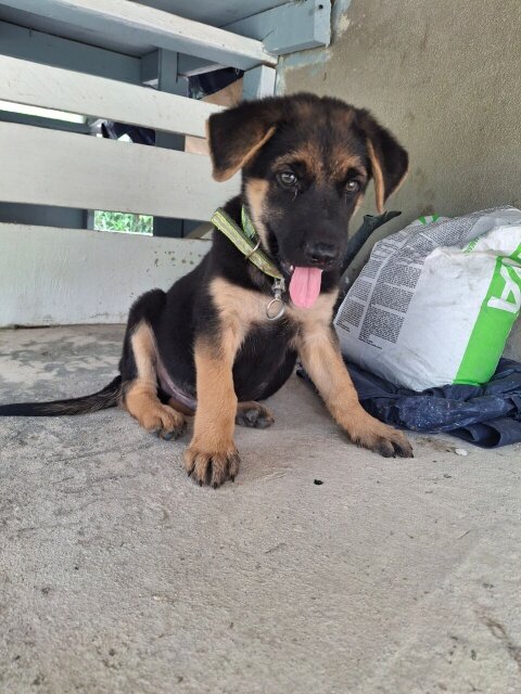 MALE GERMAN SHEPHERD PUP