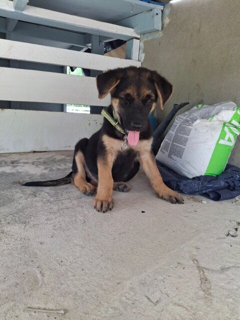 MALE GERMAN SHEPHERD PUP