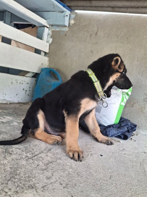 MALE GERMAN SHEPHERD PUP
