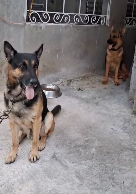 MALE GERMAN SHEPHERD PUP