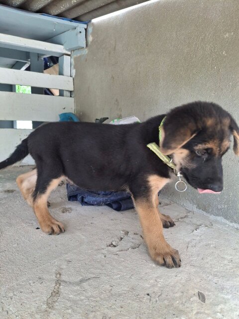 MALE GERMAN SHEPHERD PUP