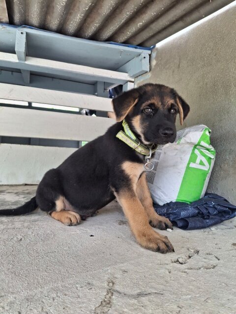 MALE GERMAN SHEPHERD PUP