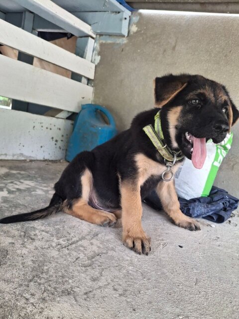MALE GERMAN SHEPHERD PUP Dogs Bogwalk