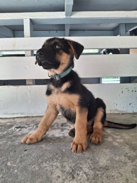 MALE GERMAN SHEPHERD PUP Dogs Bogwalk