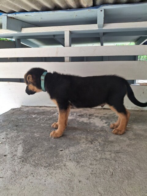 MALE GERMAN SHEPHERD PUP