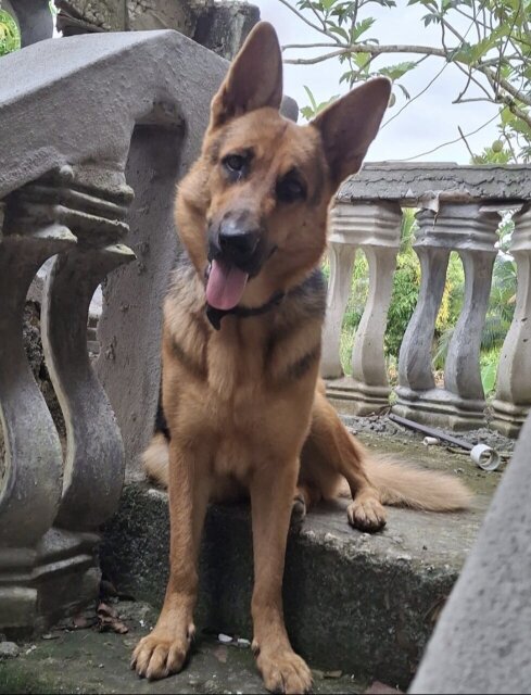 MALE GERMAN SHEPHERD PUP