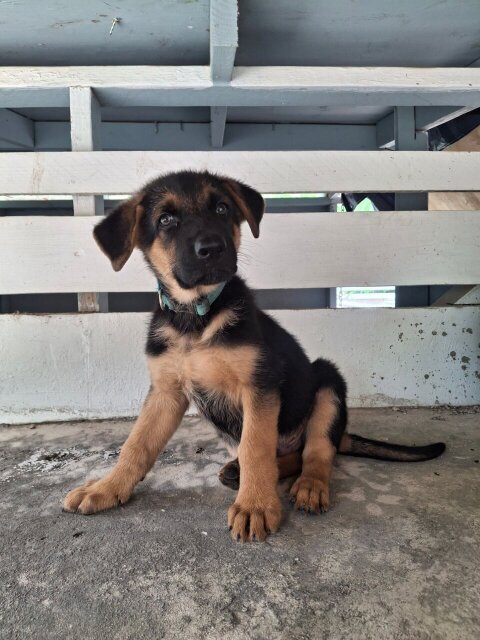 MALE GERMAN SHEPHERD PUP