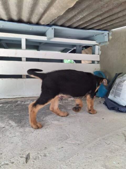 MALE GERMAN SHEPHERD PUP