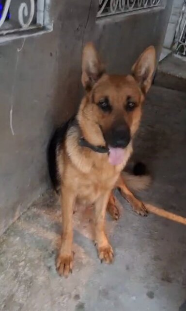 FEMALE GERMAN SHEPHERD PUP