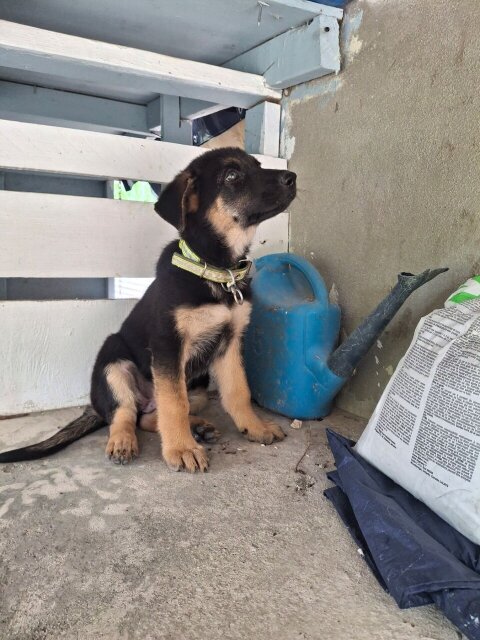 FEMALE GERMAN SHEPHERD PUP