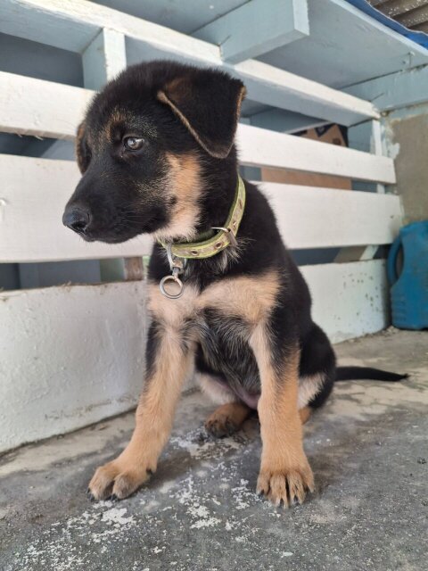 FEMALE GERMAN SHEPHERD PUP