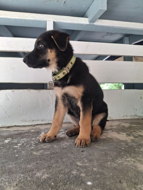FEMALE GERMAN SHEPHERD PUP Dogs Bogwalk