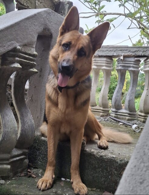 FEMALE GERMAN SHEPHERD PUP
