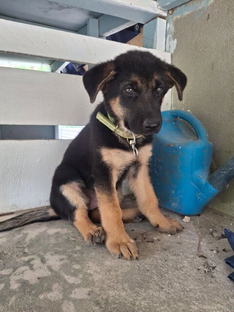 FEMALE GERMAN SHEPHERD PUP
