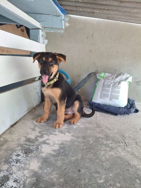 FEMALE GERMAN SHEPHERD PUP