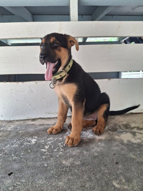 FEMALE GERMAN SHEPHERD PUP Dogs Bogwalk