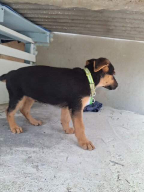 FEMALE GERMAN SHEPHERD PUP