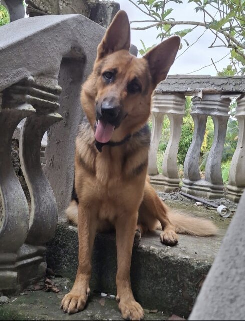 FEMALE GERMAN SHEPHERD PUP