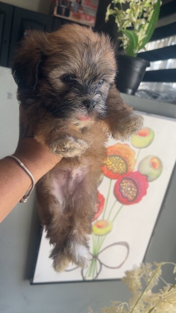 Shih Poo Dogs Kingston
