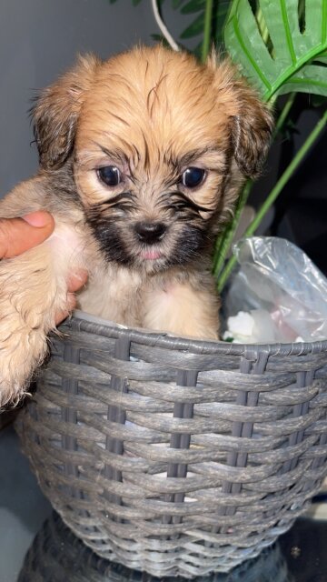 Shih Poo
