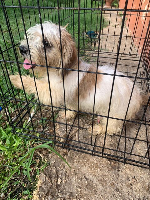 Male Shitzu Dogs Tollgate Clarendon