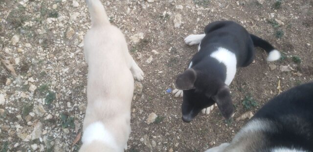 Akita Pups For Sale
