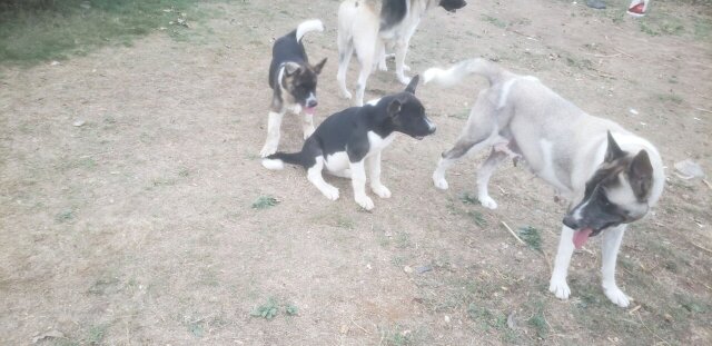 Akita Pups For Sale
