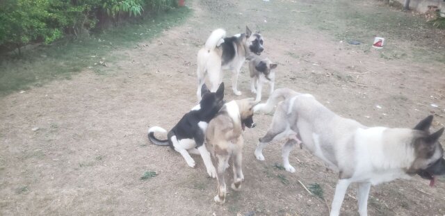 Akita Pups For Sale