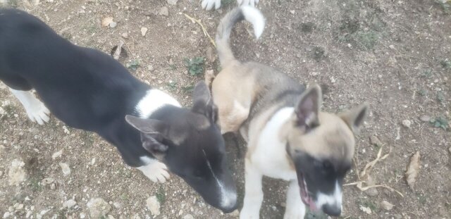 Akita Pups For Sale