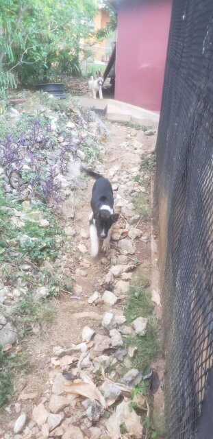 Akita Pups For Sale