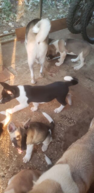 Akita Pups For Sale