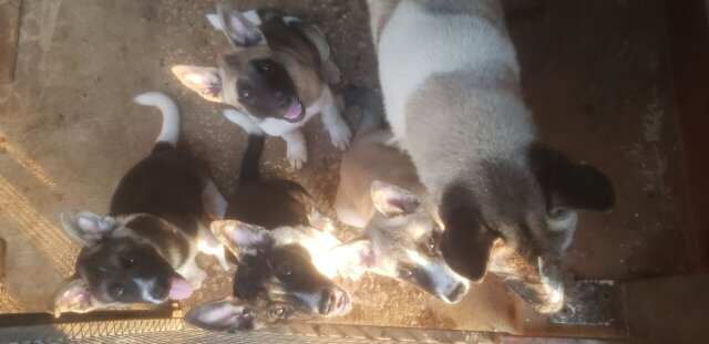 Akita Pups For Sale