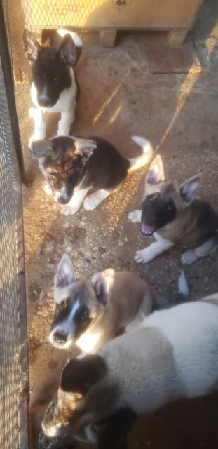 Akita Pups For Sale Dogs Manor Park