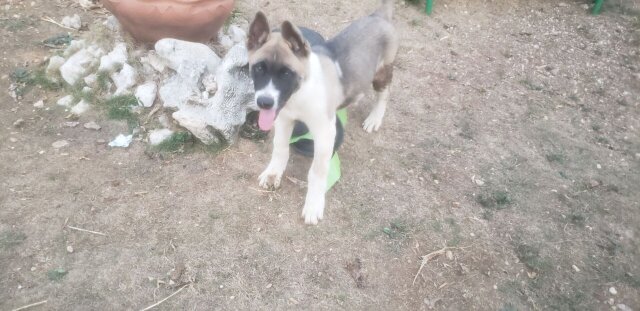 Akita Pups For Sale