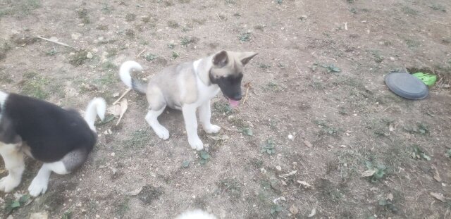 Akita Pups For Sale