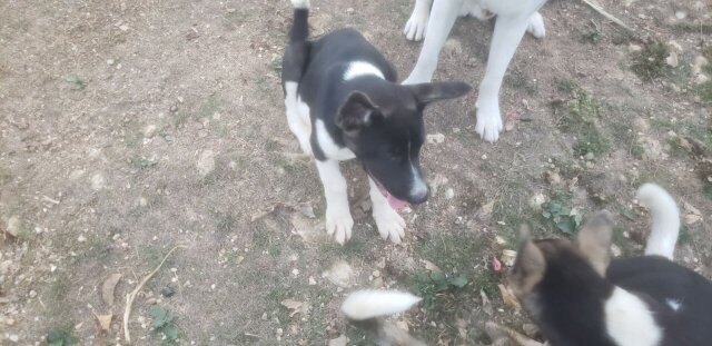 Akita Pups For Sale