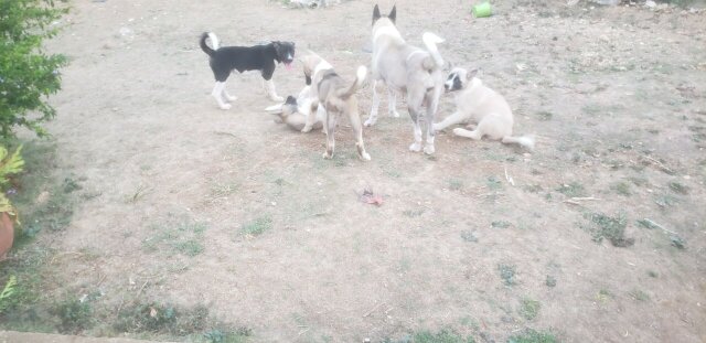 Akita Pups For Sale