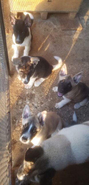 Akita Pups For Sale Dogs Manor Park