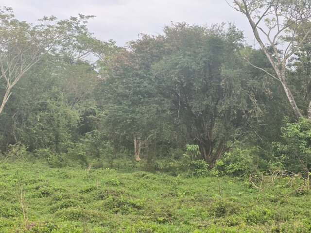 22 Acres Of Land In Amity Land Savlamar