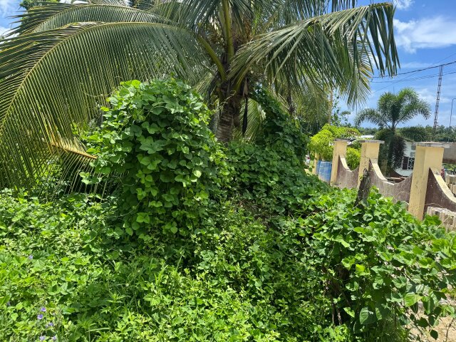 2 Beds House On Approx. 1.30 Acre Of Land