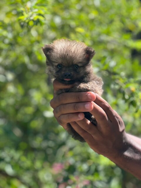 Purebred Male Pomeranians Dogs Kingston