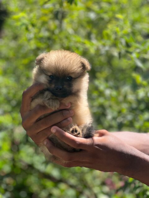 Purebred Male Pomeranians