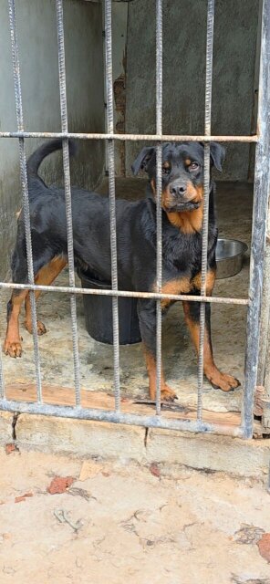 Rottweiler Dogs Kingston