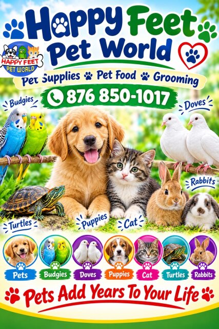Happy Feet Pet World Other Pets Kingston