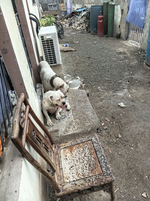 Male And Female Bully Dogs Kingston 13