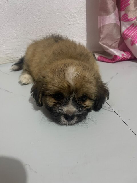 Shih-poi