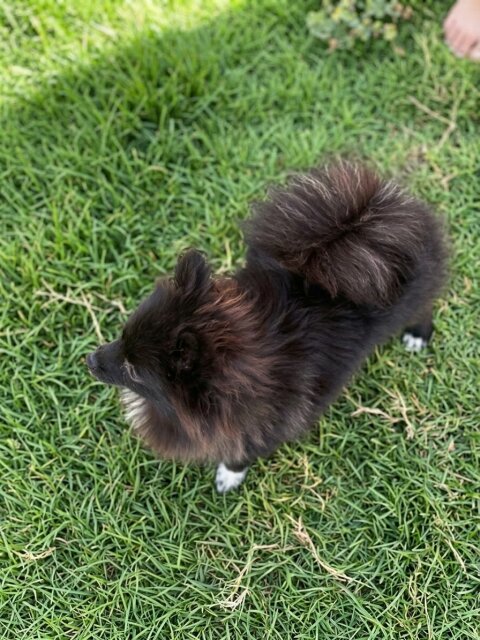 Female Pomeranian