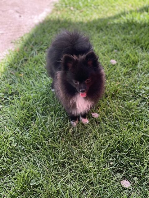 Female Pomeranian Dogs Duhaney Park